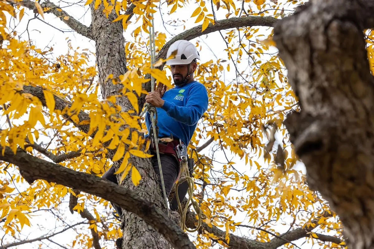 Skilled Tree Trimming crew working in Wattsville